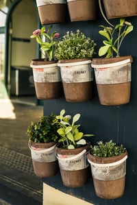 Wall plants in black pots